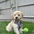 Bailey Female (12)