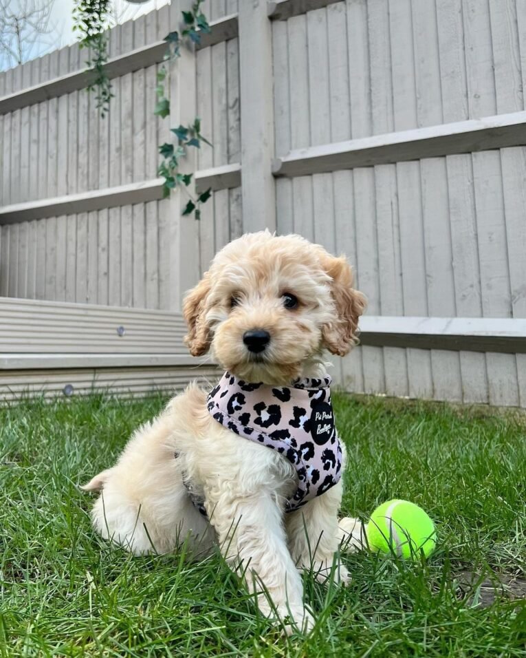 Bailey Female (12)