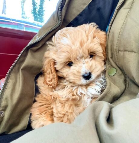 Name: Ella
