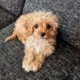 Name: JOJO