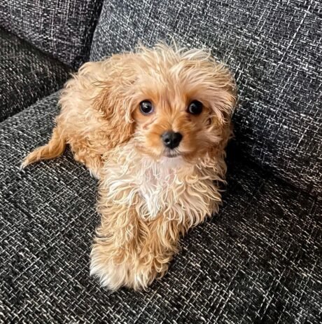 Name: JOJO
