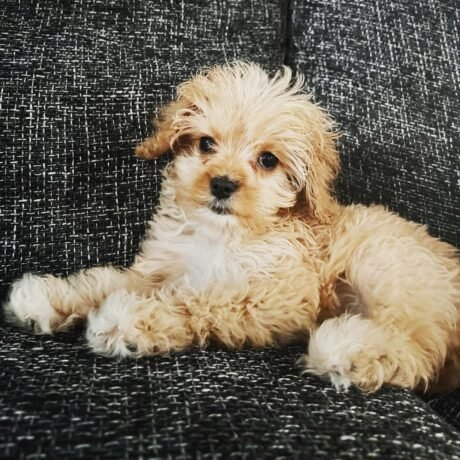 Name: Jake