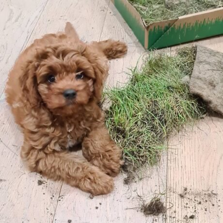 Name: Chloe